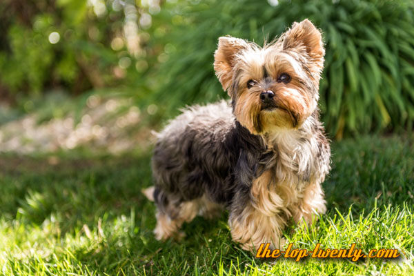 Yorkshire Terrier popular dog